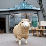 Have You “Herd” About the Ridgewood’s Missing Sheep