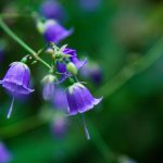 Native Spring and Summer Blooms