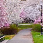 Get Your Cherry Blossom Fix Here in New Jersey!
