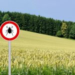 The Uptick in Ticks: What you need to know