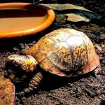 The Nature Center Says “Farewell.” Rest in Peace, Speedy.