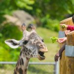 Feeding the Tallest Mammal in the World