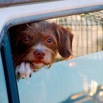 Operation Pet Rescue for Hurricane Harvey’s Furry Victims