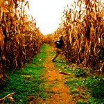 Fall Fun: Mazes, Ziplines, Pumpkin Picking and More