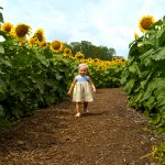 Sunflower Maze