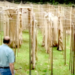 How the Stewarts Create their Halloween Maze