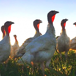 Fresh Pasture-Fed, Cage Free, Farm-Raised Turkey