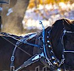 Summit’s Holiday Horse & Carriage Rides