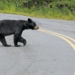 Black Bear Who Can’t Bear His Cupcake Craving Loose in NJ