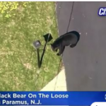 Another Bear on the Loose!?