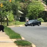 Another Bear Spotted in Ridgewood Today