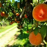Where to Pick Your Own Peaches