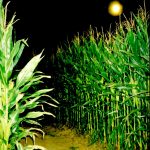 Surviving a 10 Acre Corn Maze in NJ