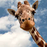 Drive-Thru Safari…Without Baboons Jumping on Your Car.