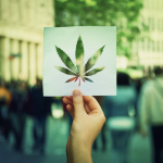 What You Need to Know About the Legalization of Marijuana